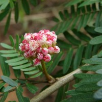 Calliandra surinamensis Benth.